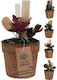 Zaros Artificial Plant in Small Pot Cactus 17cm 1pcs