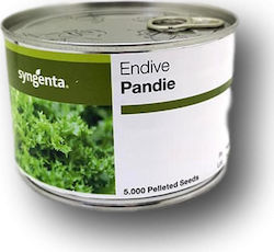 Syngenta Pandie Samen Endivie (Cichorium) 5000Stück