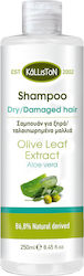 Kalliston Aloe Vera Shampoos against Dandruff for Dry Hair Hair 250ml Kalliston Aloe Vera Shampoos against Dandruff for Dry Hair Hair 250ml