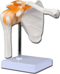 Gima Medical Training Appendages & Joints Manikin Ανθρώπινου Ώμου