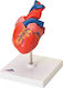3b Scientific Internal Organs Model