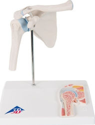3b Scientific Appendages & Joints Model A86/1