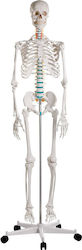 Erler Zimmer Medical Training Human Skeleton Manikin Ανθρώπινου Σκελετού Oscar