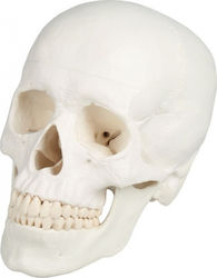 Erler Zimmer Skull/Head Model