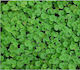 Dichondra Seeds Trefoil 1.0kg