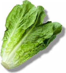 Seed Lettuce straight Parris island Cos 25gr. Upright, dark green plant with a large, tight, closed head.