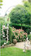 Αψίδα Κήπου από Μέταλλο σε Μαύρο Χρώμα 240x140cm