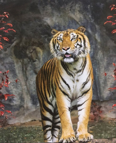 Anartisi Rolete Geam Semi-Blackout Tiger P100xÎnălțime 100cm E406