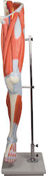 Erler Zimmer Medical Training Appendages & Joints Manikin 13 τμχ Μύες Ποδιού