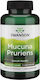 Swanson Mucuna Pruriens 350mg Supplement for Libido & Testosterone Enhancement 200 Capsules