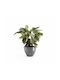 Ecopots Antwerp 30 Blumentopf 30x25.4cm in Gray Farbe 74.008.30G