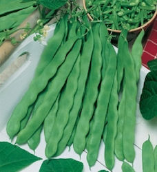 Samen Bohne Kletterbohne Helda 50 gr -Grün, geschmacklos und breit. zart mit einer Länge von 22-25cm. Sehr produktiv und schmackhaft