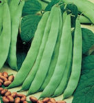 Saatbohne Sitting Bean Zargana 22gr -Lavendelgrün und breit, zart mit einer Länge von 18-22cm. Sehr produktiv und schmackhaft