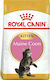 Royal Canin Maine Coon Kitten Суха Храна за Млади Котки с Птици / Ориз 10кг