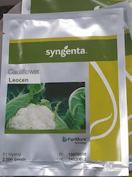 Seminte de conopida Leocen F1 2500sd (Syngenta) 150-160 zile