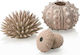 Oase Biorb Sea Urchine Aquarium Ornament 48366