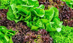 Seed Lettuce mix ( straight, curly, red, iceberg) 12gr