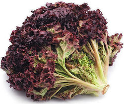 Seed Lettuce red LOLLO ROSSA 12,5 gr