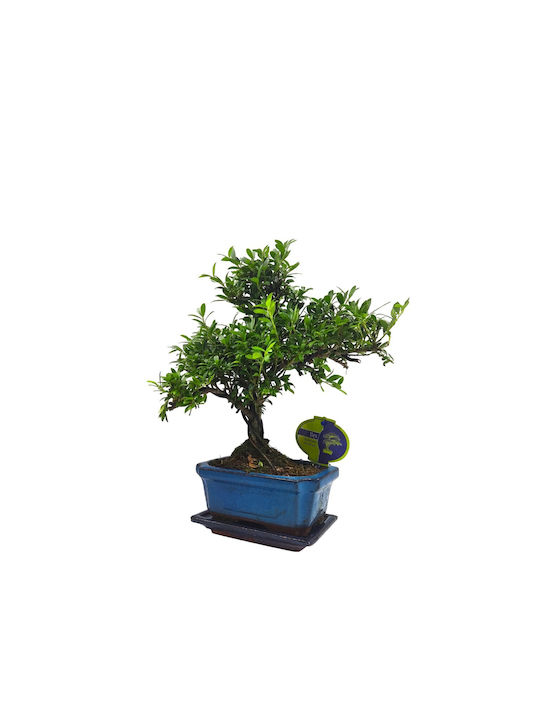 Bonsai Trees Ilex (Ailex)