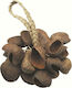 Toca Percussion Seed Shell Musikalische Rasseln