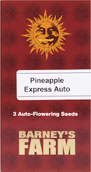 Barneys - Pineapple Express Auto - 3 seeds