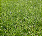 Fine Lawn Festuca Arundinacea Grass