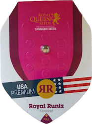 Royal Queen Seeds - Royal Runtz - 1 seeds