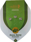 Royal Queen Seeds - Haze Berry auto -3 seeds