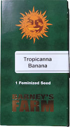 Barneys - Tropicanna Banana - 1 seed