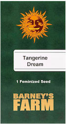 Barneys - Tangerine Dream - 1 seed