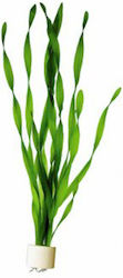 Tropica Vallisneria Americana Asiatica Bunched