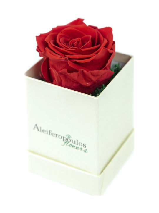 Eternal Rose Red 9cm in Box Aleiferopoulos Flowers