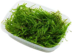 Tropica Vesicularia Ferriei Weeping Moss Portion Lebende Aquariumspflanze 12406