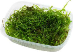 Tropica Taxiphyllum Barbieri Portion Live Aquarium Plant Taxiphyllum