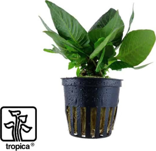 Tropica Hygrophila Corymbosa Compact Hygrophila Polysperma Live Aquarium Plant