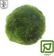 Tropica Cladophora Aegagropila Moss Ball Plantă acvatică vie 48485