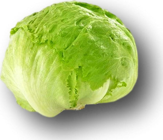 Hazera Seeds Lettuce Iceberg Green 5000pcs