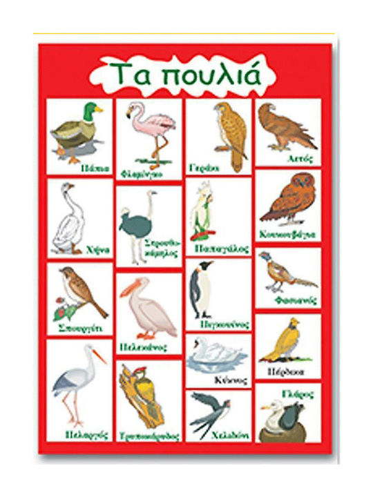 Νext Εκπαιδευτική Παιδική Αφίσα Τα Πουλιά 50x70εκ.
