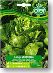 Lettuce Head Lettuce Verdunna Seed | 1 pc