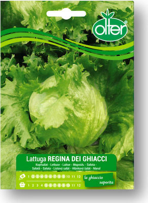 Lettuce Iceberg Regina Dei Ghiacci Seed | 1 pcs