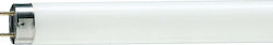 Philips Fluorescent Lamp for Socket G13 with Sh...