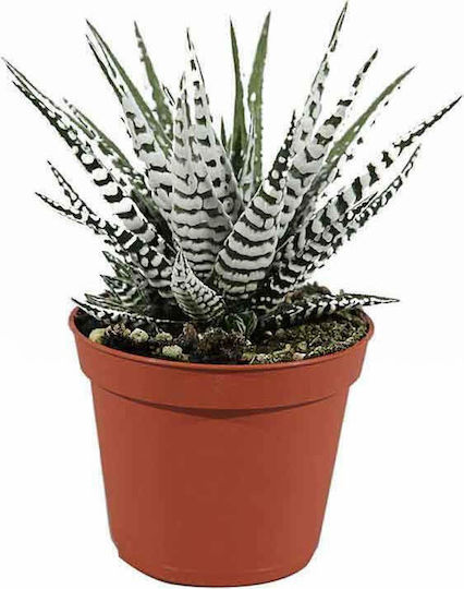 Haworthia 'alba' 8cm