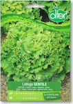 Lettuce Curly Gentile Seed | 1 pc