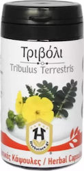 Herbstore Tribulus 600mg 70 Vegetable Capsules Herbstore Tribulus 600mg 70 Vegetable Capsules