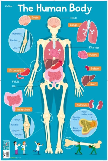 Human Body (Collins Children’s Poster) Human Body (Collins Children’s Poster)