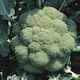 Seeds Broccoli Marathon 2500pcs