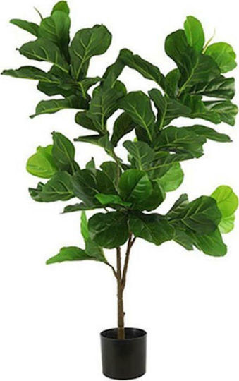 Ficus Outdoor Tree Atmosphera