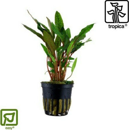 Tropica Cryptocoryne Beckettii Petchii Potted Ζωντανό Φυτό Ενυδρείου Cryptocoryne Nevilli