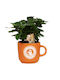 Coffee tree Coffea Arabica in Orange coffee cup - 1 Tree 25cm
