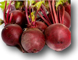 Evotris Πατζάρι Detroit Dark Red 2 Seeds Beetroot 100gr